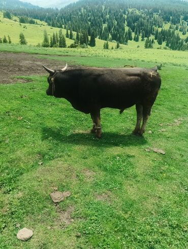 Коровы, быки: Продаю | Бык (самец) | Алатауская | На откорм, На забой