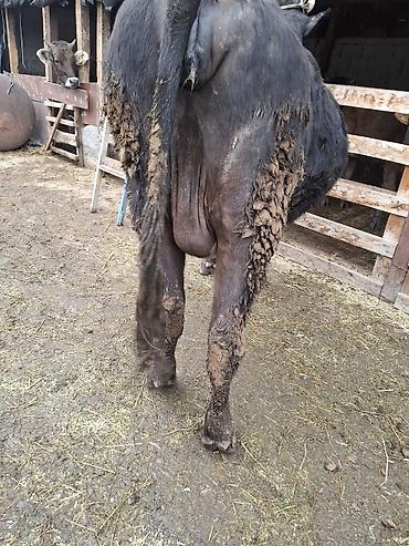 Коровы, быки: Продаю | Корова (самка), Тёлка — 7