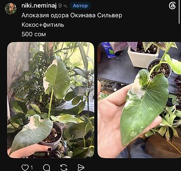 Фикусы: Внимание, освобождаю полки. Фикусы, сингониумы, Филодендроны детки — 43