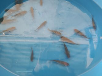 Balıqlar: Balig 19 ededi kalp baligi — 1