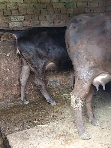 Коровы, быки: Продаю | Корова (самка) — 16