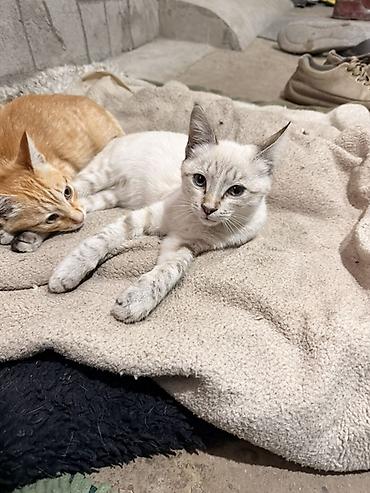 Кошки: Котёнок с окраском поинт (светлая шерсть с серо‑бежевыми отметинами) — 2