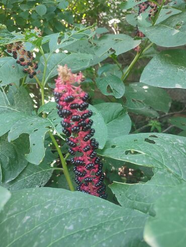 Садовые цветы и кустарники: Саженцы цветка: Платная доставка — 2