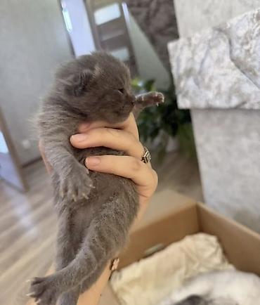 кошки шотландский: Шотландские котята (Scottish Fold/Scottish Straight) от домашней кошки — 3