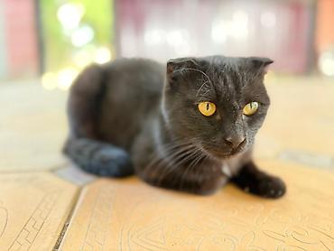 простые птички: Черные кошки (взрослая и котенок) с короткой шерстью. Взрослая кошка — — 3