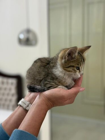 во сколько кастрировать кота: Кошка даром: Беспородная, Девочка