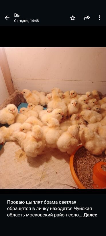 животные птицы: Продаю цыплят брама светлая обращятся в личку находятся Чуйская