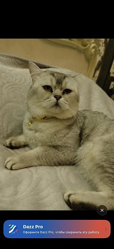 шотландская кошка сколько стоит: Кошка даром: Скотиш Страйт (Шотландская прямоухая), 2 года, Мальчик, Приучена к лотку, Проглистована, С документами — 2