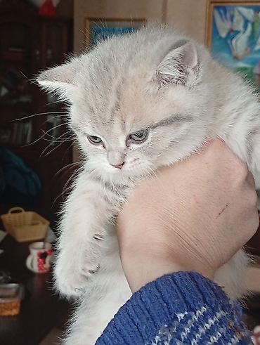 Pişiklər: Şotland, Erkək, Dişi, Yaxşı əllərə — 2