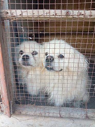 zvanok itler satisi: Pekines — 1