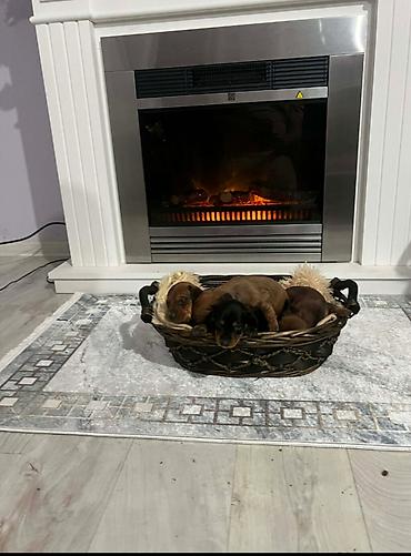 Psi: Patuljasti jazavičari kratkodlaki Patuljasti jazavičari kratkodlaki — 10