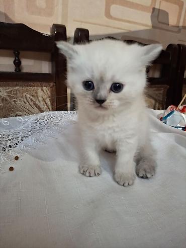 Pişiklər: Fars, Dişi, Ünvandan götürmə — 8