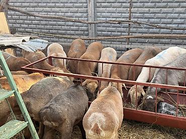 фриз лошадь купить: Продаю | Овца (самка), Ягненок | Полукровка, Арашан, Романовская | Для разведения | Племенные, Матка, Ярка — 1