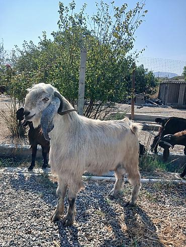 halep keçisi satilir: Təkə və keçilər – təsərrüfat üçün — 1