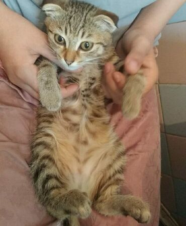 сиамский котенок: Отдаю исключительно ответственным и любящим рукам!! котенок