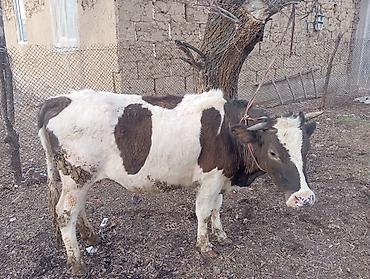 Баран, овца: Продаю | Овца (самка) | На забой — 6