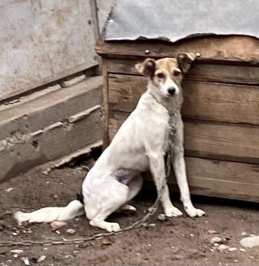 вольеры для щенков in Кыргызстан | ЗООТОВАРЫ: Фонд помощи Животным Добрые руки, ищет добрые руки для маленькой