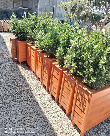 Bitkilər üçün dibçəklər: Restoranlar üçün dibçək qiymətlər fərqlidir Qiymət şərti qiymətdir — 9