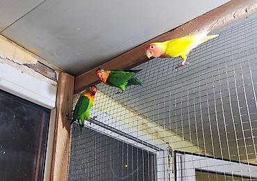 Tutuquşları: Ağüzüklü sevdaquşları (Agapornis personatus/rosenicolis) – müxtəlif — 2