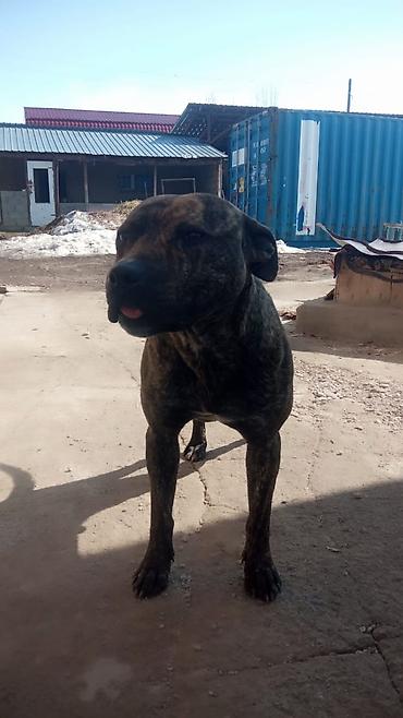 Продажа собак: Собака среднего роста, крепкого телосложения. Окрас тигровый — 1