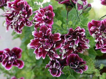 цветок калла цена: Продаю пеларгонии ( герань ) Есть взрослые кусты подростки детки