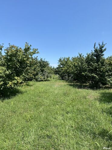 30 sot, Kupça (Çıxarış)