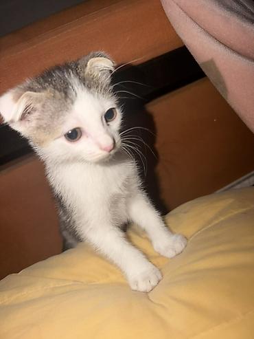 Продажа кошек: Скотиш Фолд (Шотландская вислоухая), 2 месяца, Девочка, Биколор, Приучена к лотку — 1