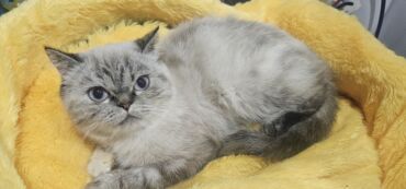 кошка шотландская цена: Персидская