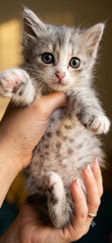 Отдам даром кошку: Котята полудлинношёрстные, окрасы: серо-белый табби и бело-тигровый — 3