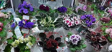 Фиалки и глоксинии: Выстака-ярмарка цветов, приходите за подарками для милых дам!!! — 2