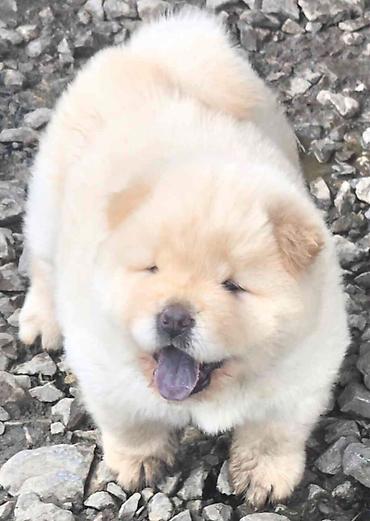 zuti psi: Chow chow prelepi krem stenci, ostenjeni 31.05.2026 .god. odlicne — 2