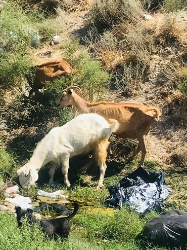 Digər kənd təsərrüfatı heyvanları: Cəmisi 16 sani keçisidir onlardan 6 tısı erkek 10 dişi hal hazırda — 9