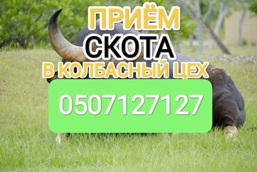 продам силос: Сатып алам | Уйлар, букалар, Жылкылар, аттар | Күнү-түнү, Бардык шартта, Союлган