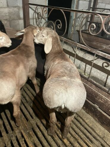Бараны, овцы: Продаю | Ягненок, Баран (самец) | Полукровка | На забой | Осеменитель, Племенные — 4