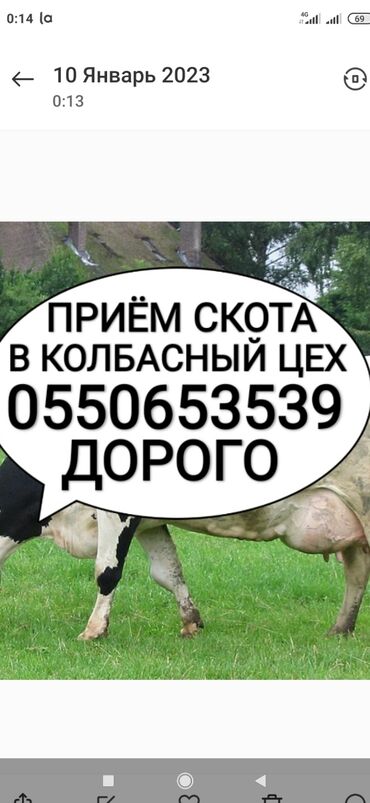 купить корову в бишкеке: Куплю | Коровы, быки, Лошади, кони