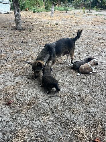 cucə satisi: Elan: Balaca ölçülü ana it və balaları Zvanok küçüklər satılır yaxşı — 1