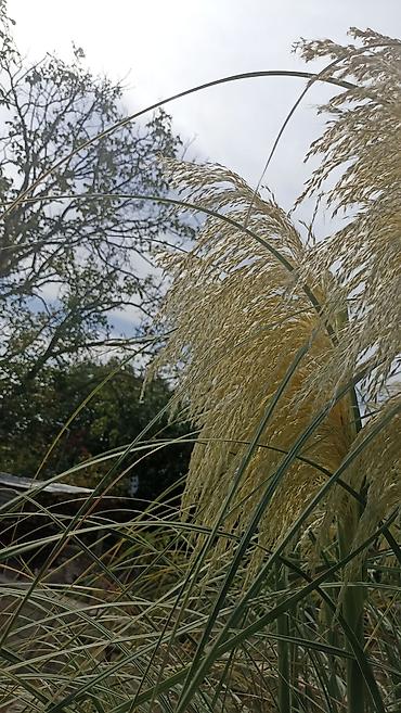 col bitkiləri: Pampas otu (Cortaderia selloana) – dekorativ hündür bəzək otu - Uzun — 2