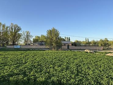 Продажа коттеджей и домов: Дом кирпичный, 4 комнаты Большой участок, 20 сотых, село Гроздь — 5