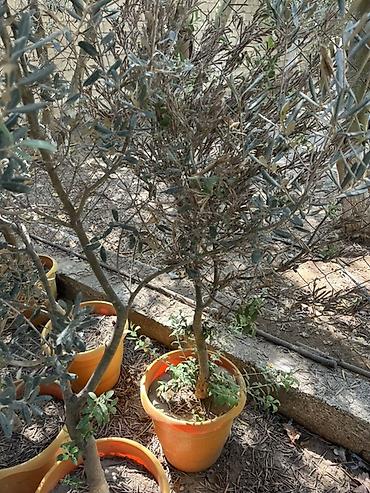pavlovniya ağacı: Zeytun ağacı (Olea europaea) – qablarda - Növbənöv zeytun fidanları — 2