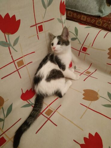 Находка и пропажа кошек: Пристраиваю в добрые любящие руки котенка найденыша, кто имеет