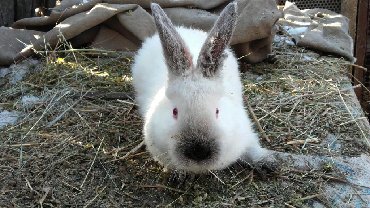 Декоративные кролики: Кролики — 11
