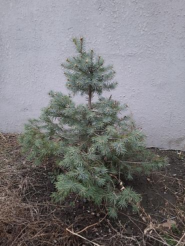 Сосна: Сосна обыкновенная и ель колючая (голубая) — саженцы для озеленения — 10
