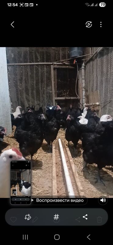 Qazlar: Toyuq, Australorp, Yumurtalıq, Ünvandan götürmə