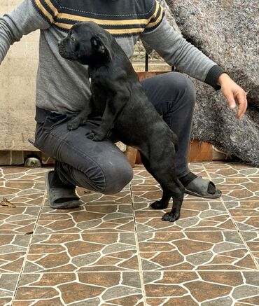 İtlər: Kane-Korso — 12