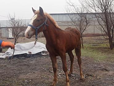 Лошади, кони: Продаю | Жеребенок | Полукровка | Конный спорт | Племенные — 9