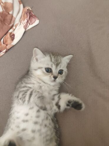 Pişiklər: Britan yastı qulaq, Erkək, Dişi, Yaxşı əllərə, Ünvandan götürmə, Pulsuz çatdırılma, Ödənişli çatdırılma — 138