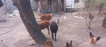 продаю собаки: Продаю | Ягненок | Полукровка | Для разведения | Ярка — 8