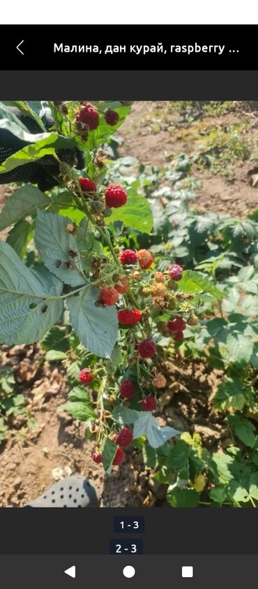 горки для зала фото и цены в бишкеке: Малина кочот