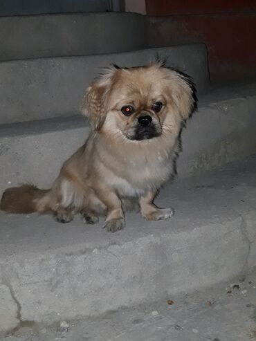 İtlər: Pekines, 1 il, Dişi, Sənədli, Ünvandan götürmə