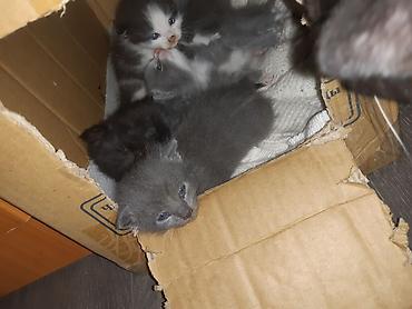 лотки для котят: Котята, помёт из 5 малышей. - Окрасы: несколько серых (голубых) с — 4